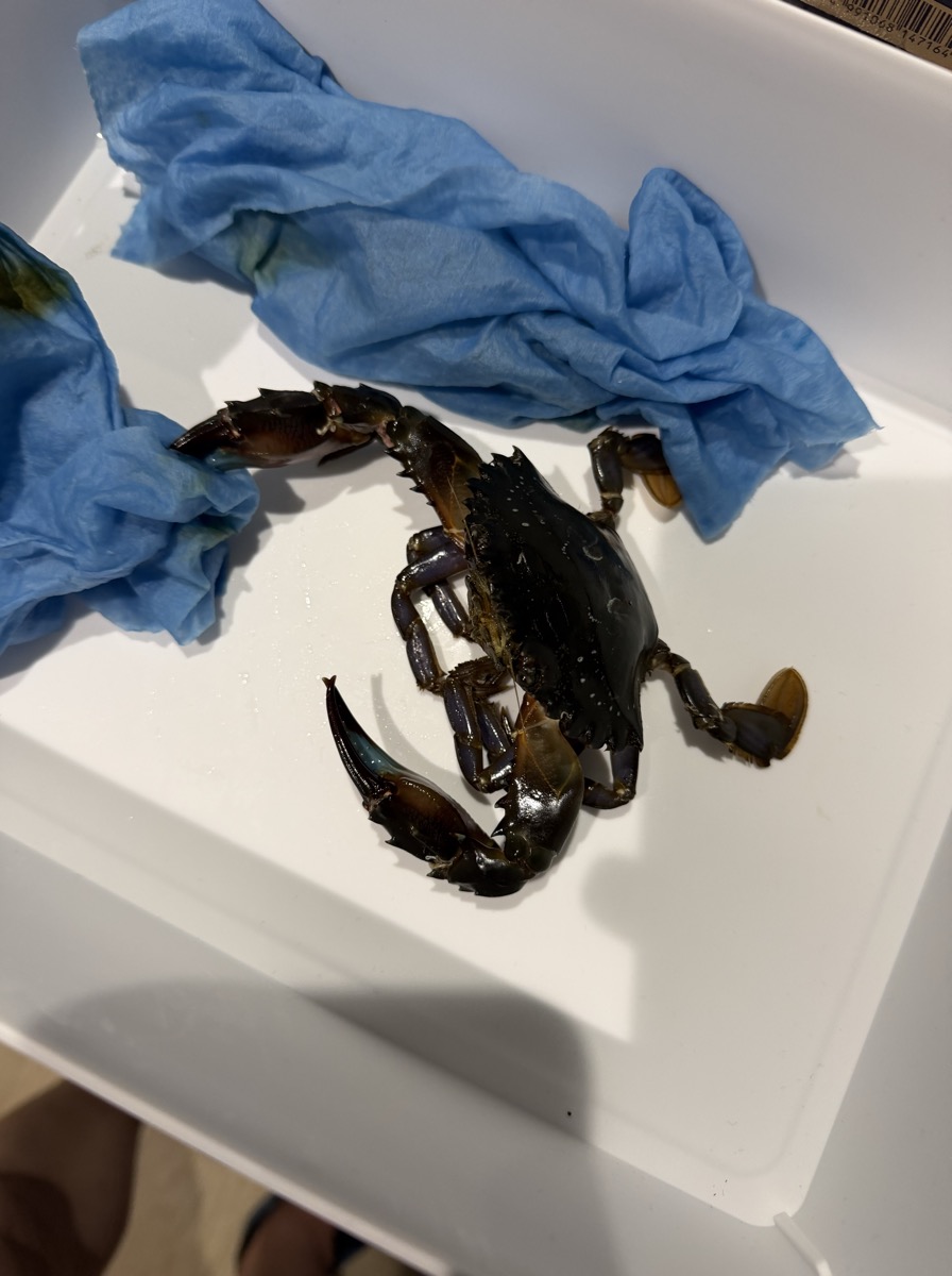 夜に捕まえたワタリガニ