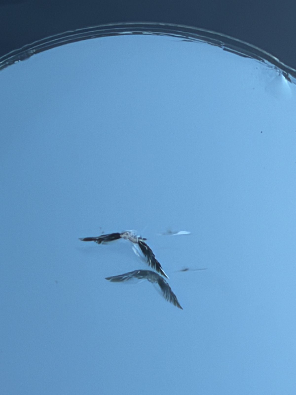 マツダ2のフロントガラスに入った飛び石のヒビを拡大鏡を当てて撮影した施工前の状態