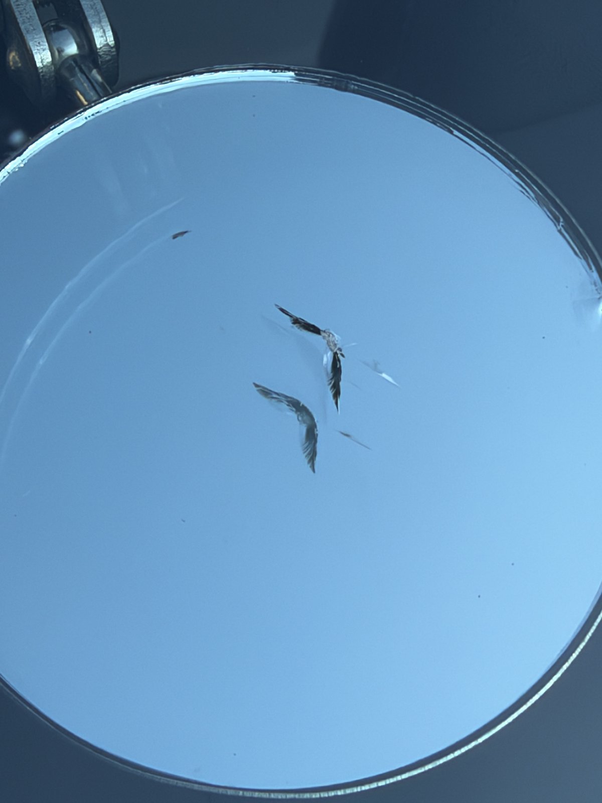 マツダ2のフロントガラスの飛び石のヒビを別の角度から拡大鏡で見た施工前の状態